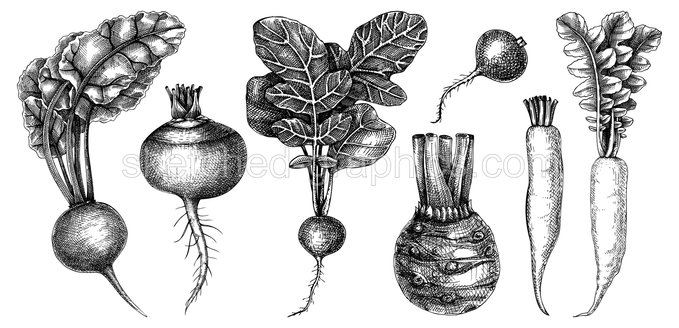 Fresh root vegetables collection. Root plants sketches set. Garden vegetable vector drawings. Hand-sketched beet, radish, daikon, celery, turnip illustration. For menu, recipe, packaging, markets Illustration